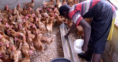Study highlights circulation of antibiotic resistance in agriculture